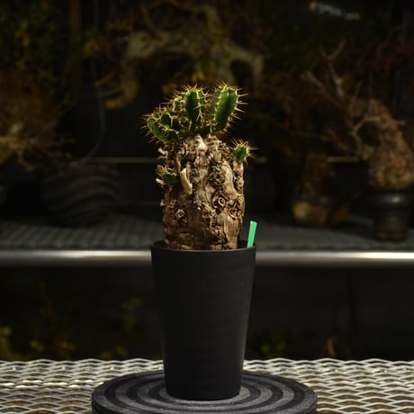 Euphorbia mlanjeana　ユーフォルビア ムランジーナ 発根済現地株 I40