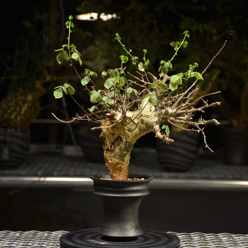 発根済 良型 コミフォラ　ストックシアナ　灌木 Commiphora Cyclophylla コミフォラ シクロフィラ 発根済現地株