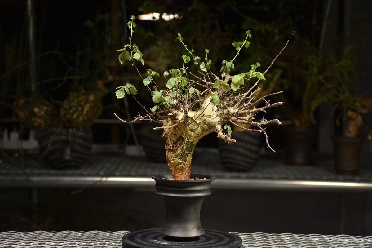 ま*ぁ様 特大 コミフォラ シクロフィラ Commiphora Cyclophy ま*ぁ様 特大 コミフォラ シクロフィラ Commiphora Cyclophy