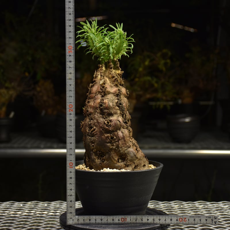 Euphorbia mlanjeana ユーフォルビア ムランジーナ 発根済現地株