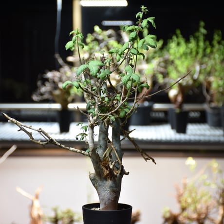 Commiphora holtziana コミフォラ ホルトジアナ 発根済現地株 #6