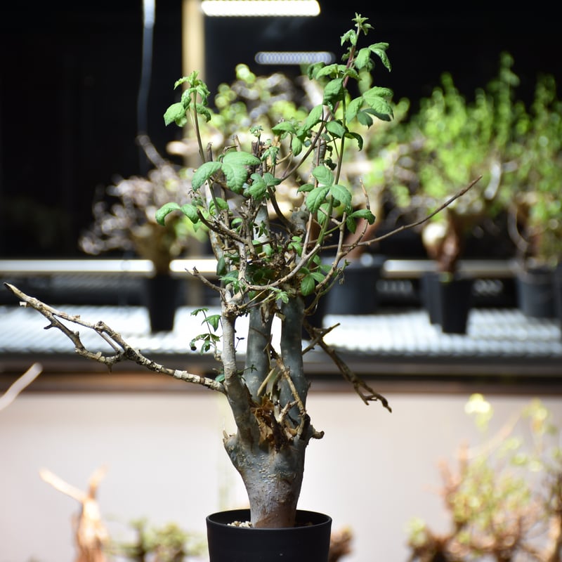 Commiphora holtziana コミフォラ ホルトジアナ 発根済現地株 #6 Commiphora holtziana コミフォラ ホルトジアナ 発根済現地株 #6