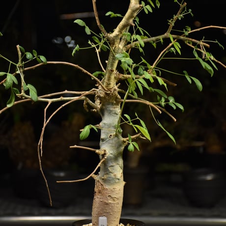 Commiphora holtziana コミフォラ ホルトジアナ 発根済現地株 H12