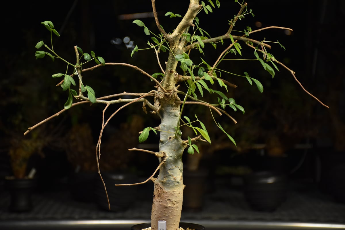 Commiphora holtziana コミフォラ ホルトジアナ 発根済現地株 H12 |