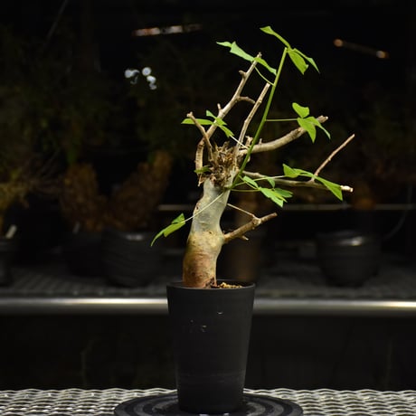 Commiphora holtziana コミフォラ ホルトジアナ 発根済現地株 H10