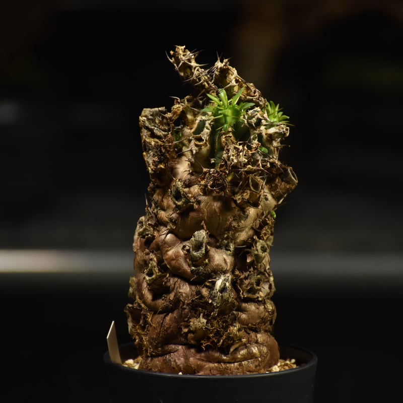 Euphorbia mlanjeana ユーフォルビア ムランジーナ 発根済現地株 I41 |