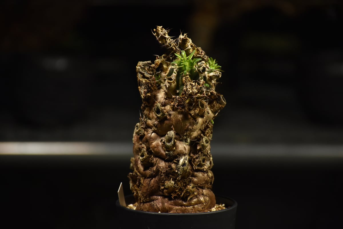 Euphorbia mlanjeana ユーフォルビア ムランジーナ 発根済現地株 I41 |