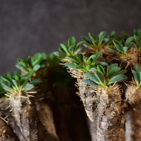 Euphorbia guillauminiana　ユーフォルビア ギラウミニアナ　発根済現地株 #2