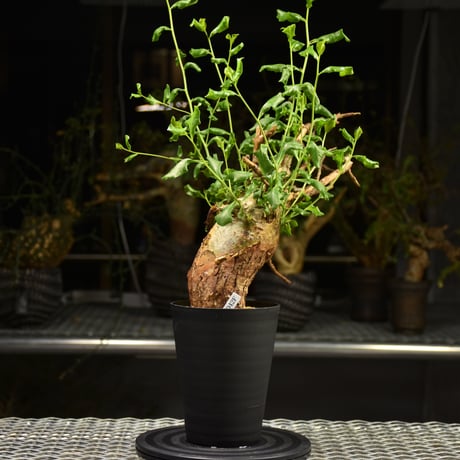 Commiphora glaucescens　コミフォラ グラウケスケンス　発根済現地株　F30