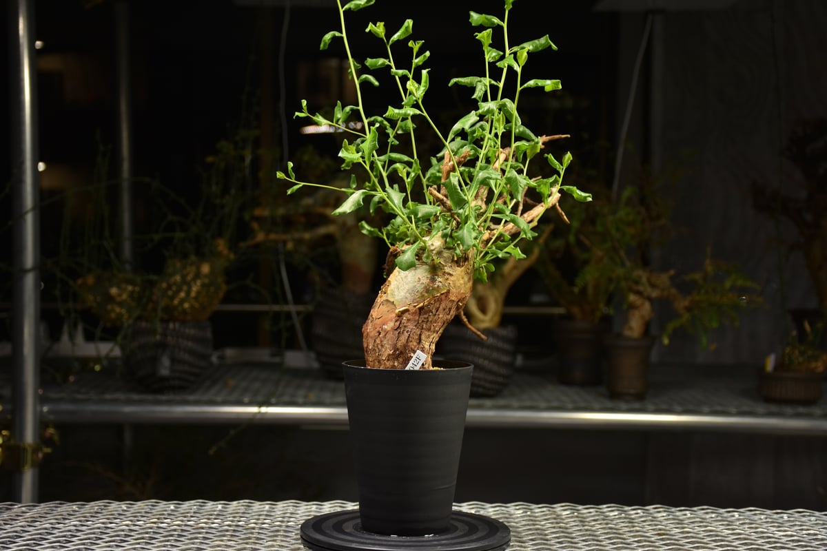 こう様　コミフォラ グラウケスケンス 発根済 現地株 大型 Commiphora glaucescens コミフォラ グラウケスケンス 発根済現地株 F3