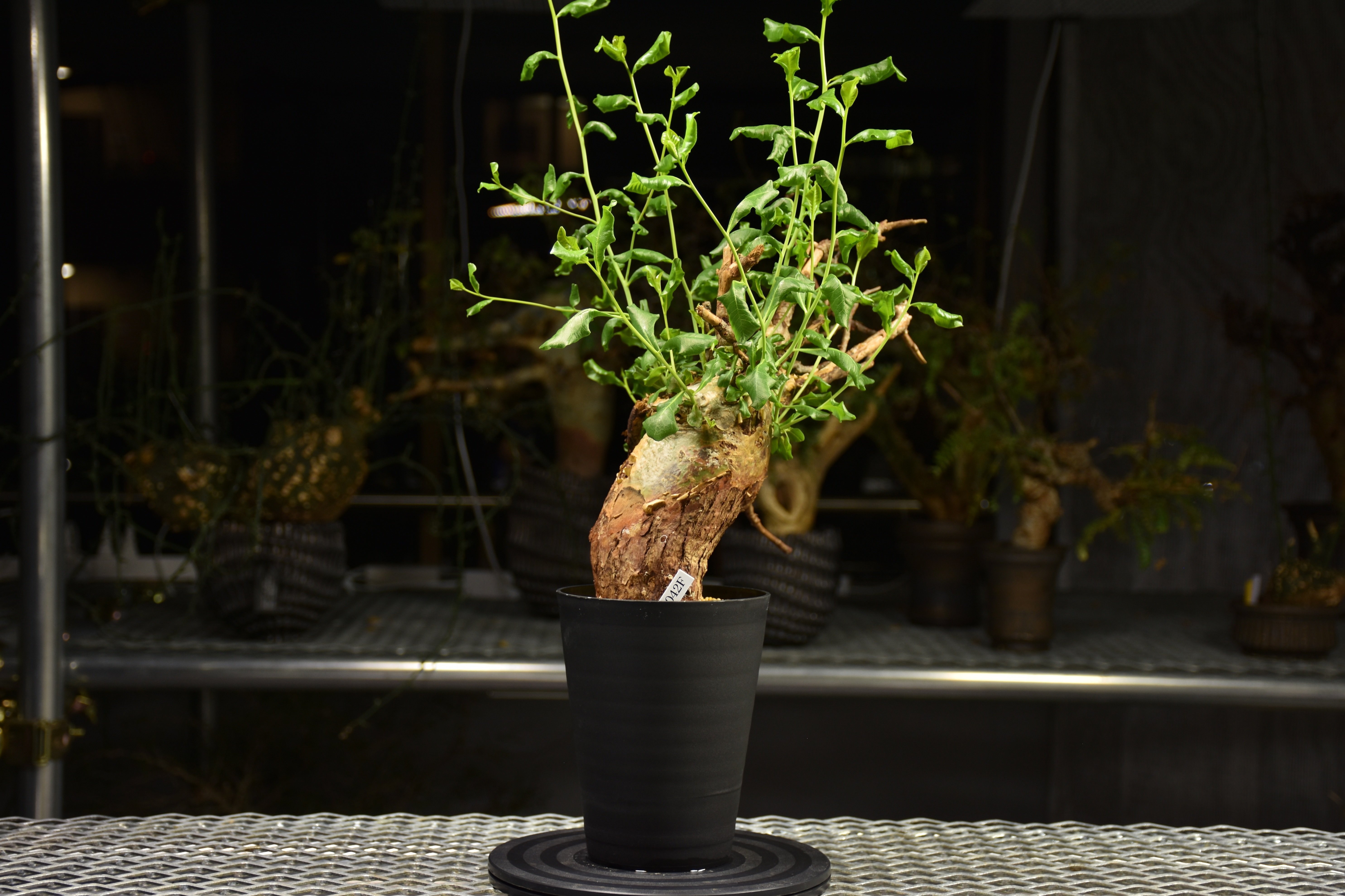 Commiphora glaucescens コミフォラ グラウケスケンス 発根済現地株 F3
