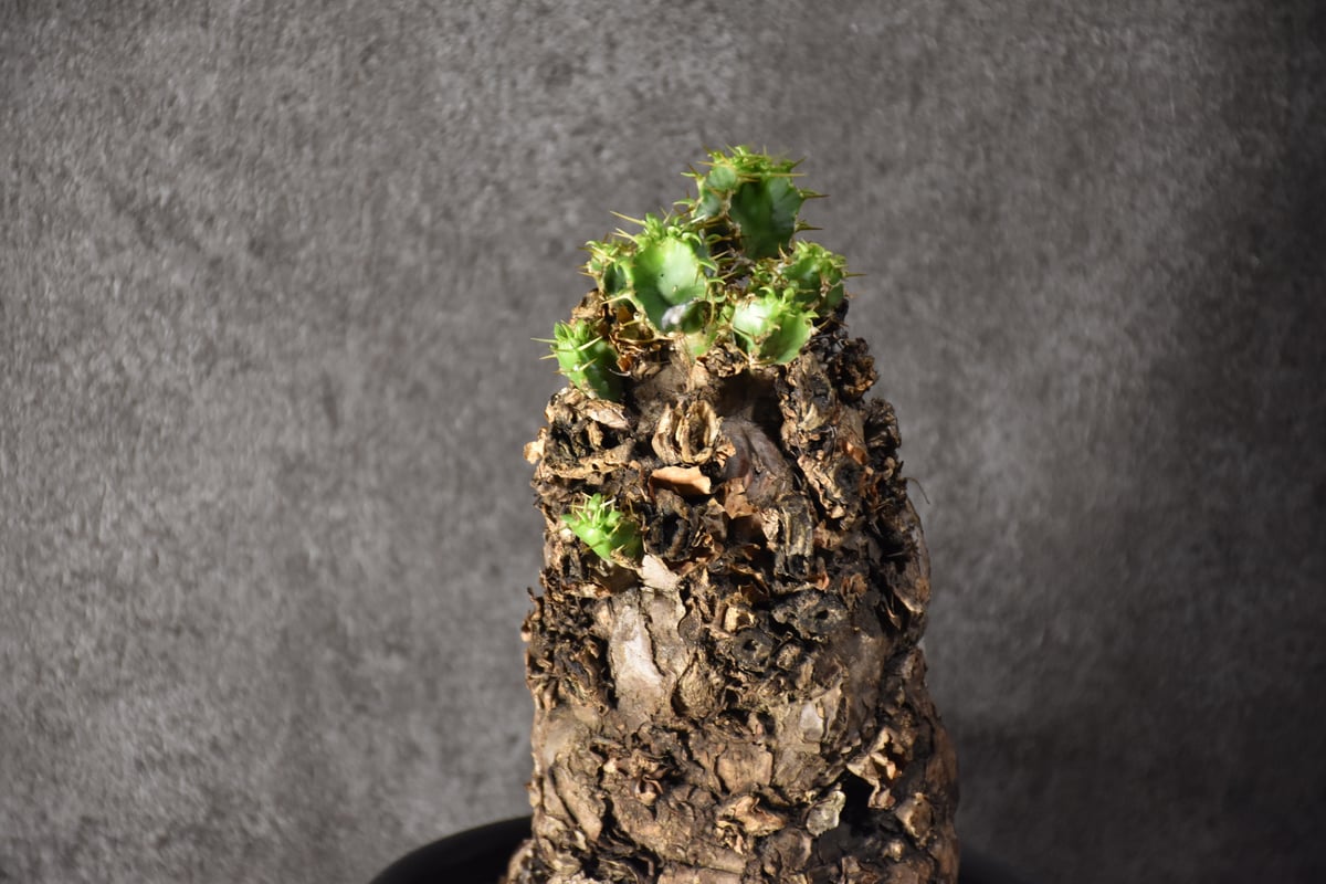 Euphorbia mlanjeana ユーフォルビア ムランジーナ 発根済現地株
