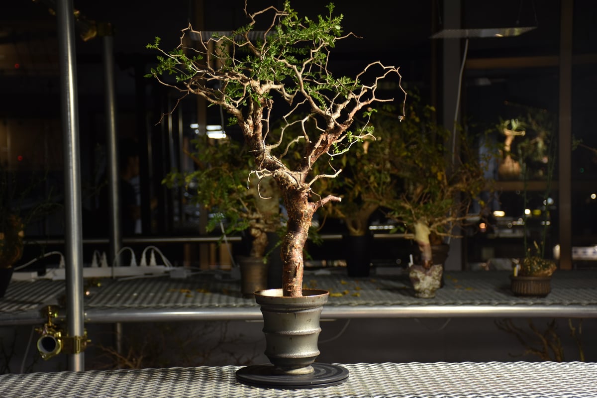 大株　コミフォラ　モンストローサ　美株 特大 大株 灌木系 塊根植物コミフォラ モンストローサ - メルカリ