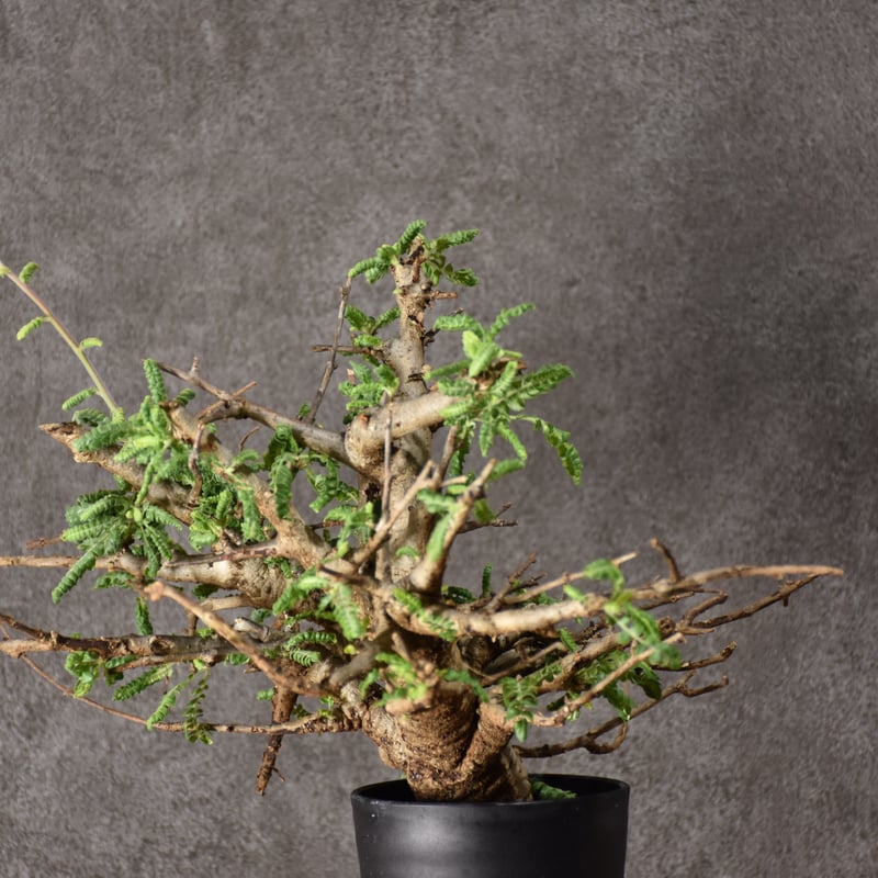 Boswellia neglecta ボスウェリア ネグレクタ 発根済現地株 #10