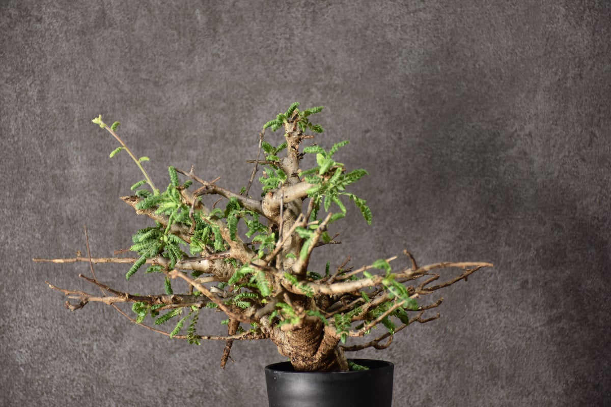 Boswellia neglecta ボスウェリア ネグレクタ 発根済現地株 #10 | BO