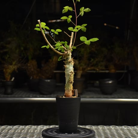 Commiphora holtziana コミフォラ ホルトジアナ 発根済現地株 H31