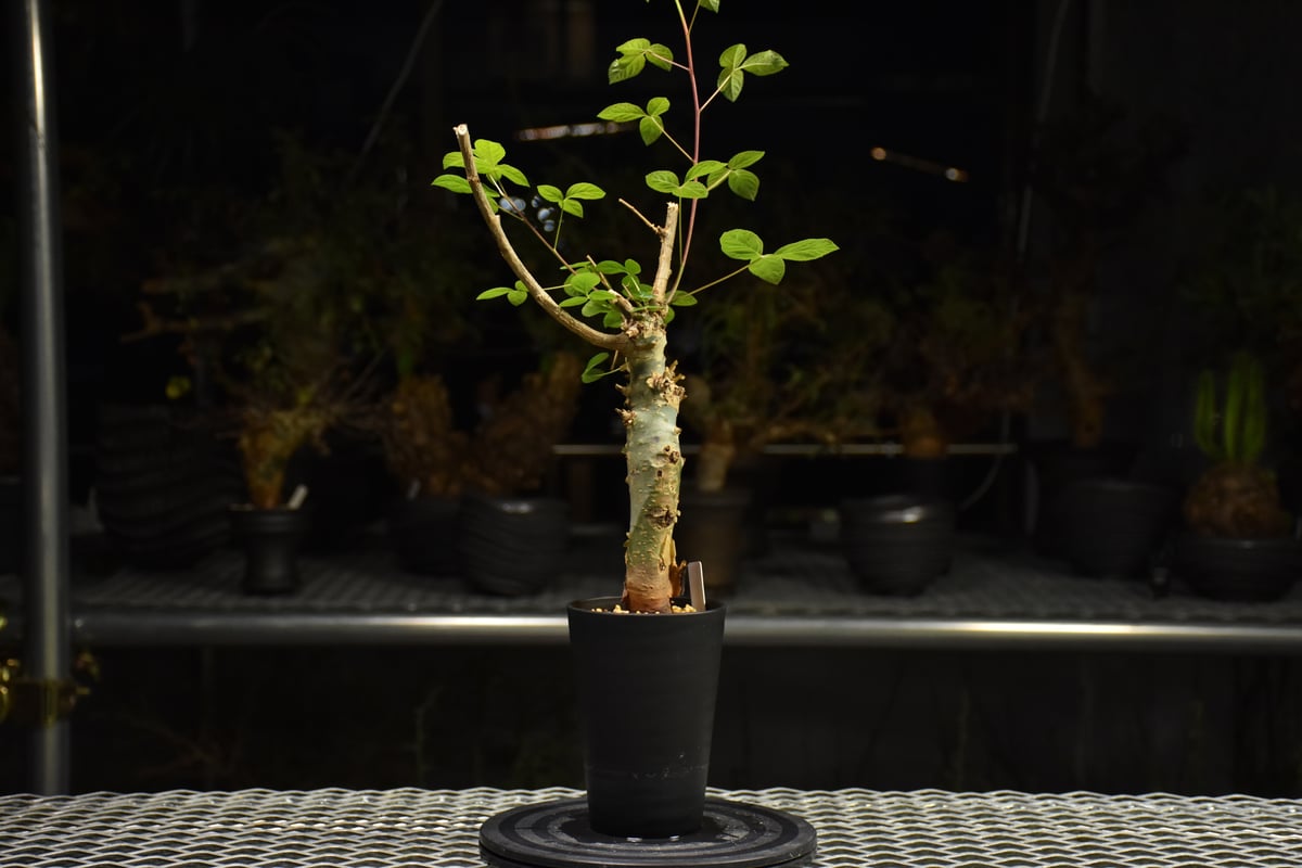 Commiphora holtziana コミフォラ ホルトジアナ 発根済現地株 H31 |