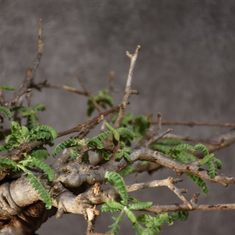 Boswellia neglecta　ボスウェリア ネグレクタ　発根済現地株　#11