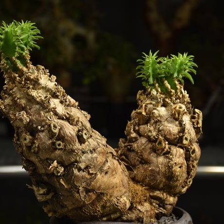 Euphorbia mlanjeana　ユーフォルビア ムランジーナ 発根済現地株 I80