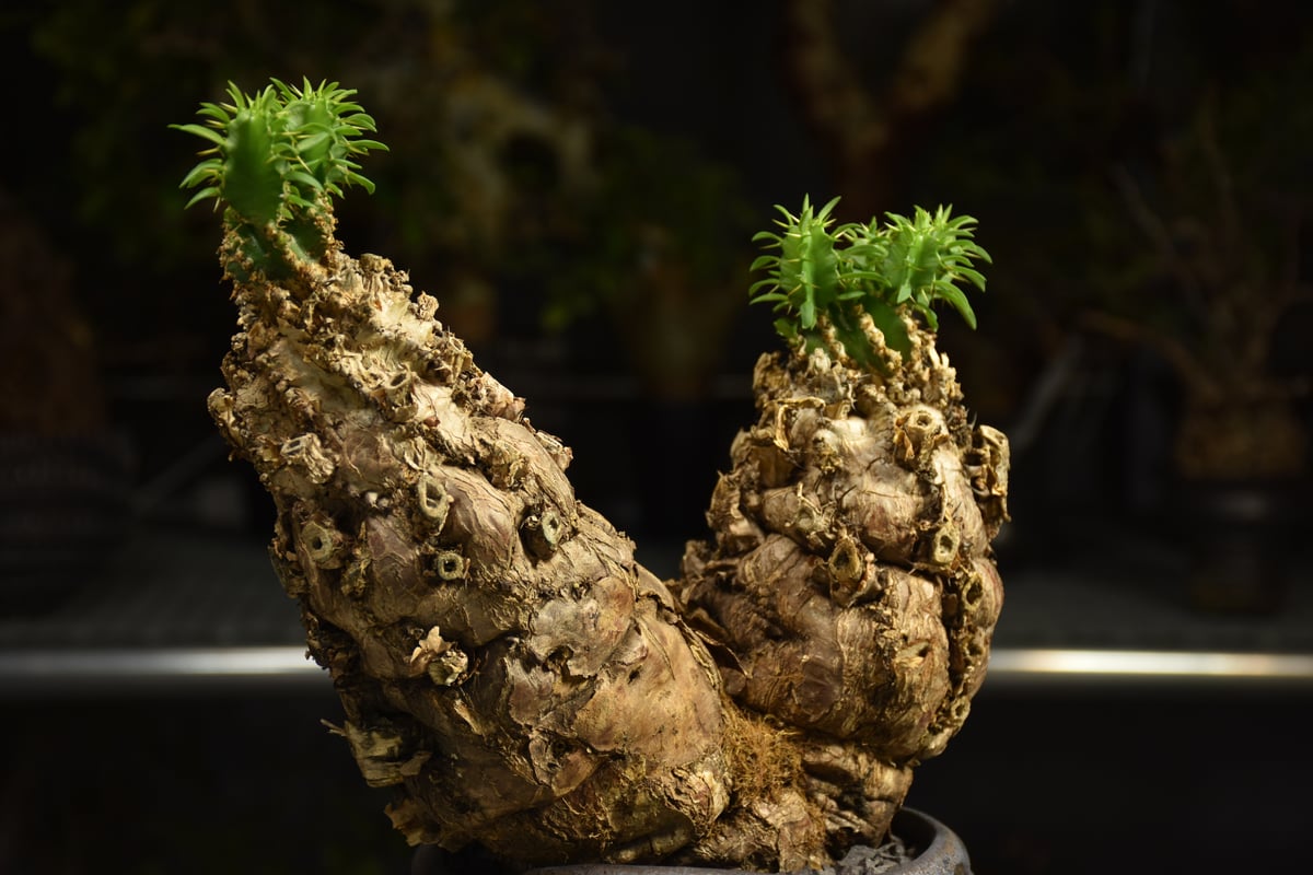 Euphorbia mlanjeana ユーフォルビア ムランジーナ 発根済現地株 I80 |