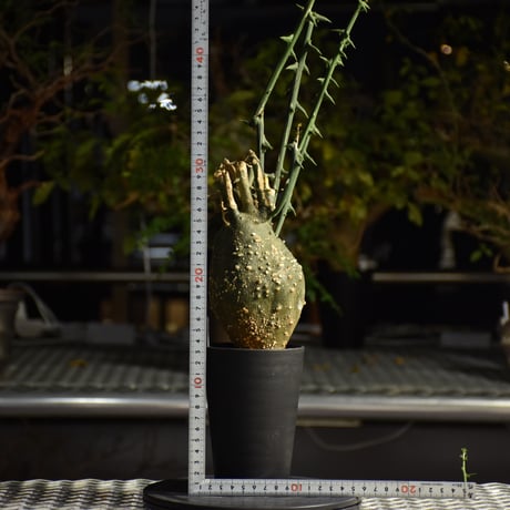Adenia grobosa アデニア グロボーサ 発根済現地株 D22