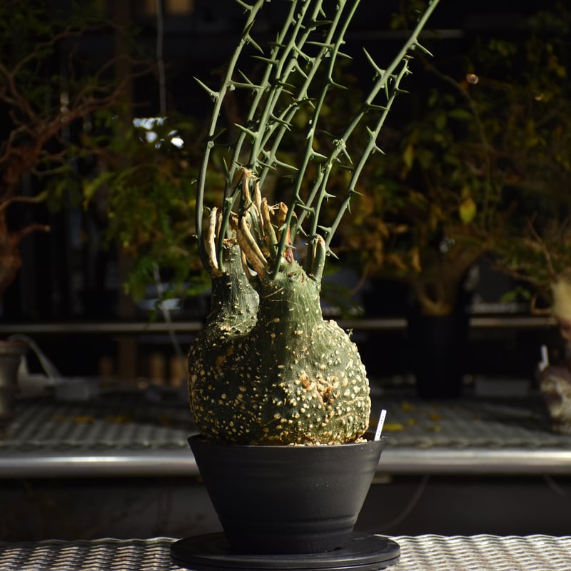 【良型】アデニア グロボーサ 良型】アデニア グロボーサ