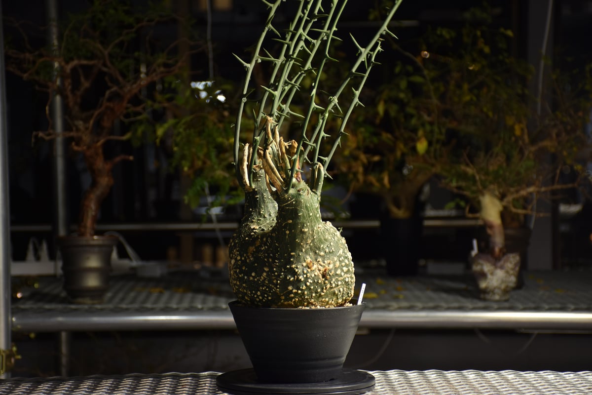 Adenia grobosa アデニア グロボーサ 発根済現地株 D28 | BONDEX