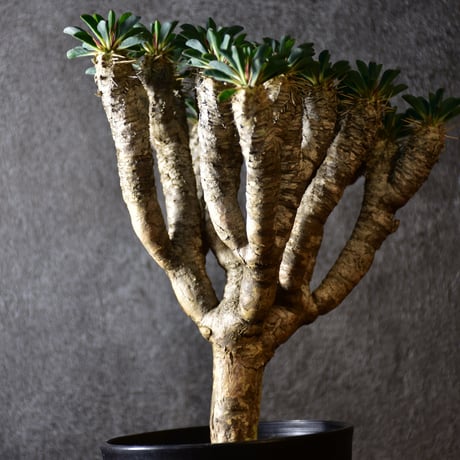 Euphorbia guillauminiana　ユーフォルビア ギラウミニアナ　発根済現地株 #3