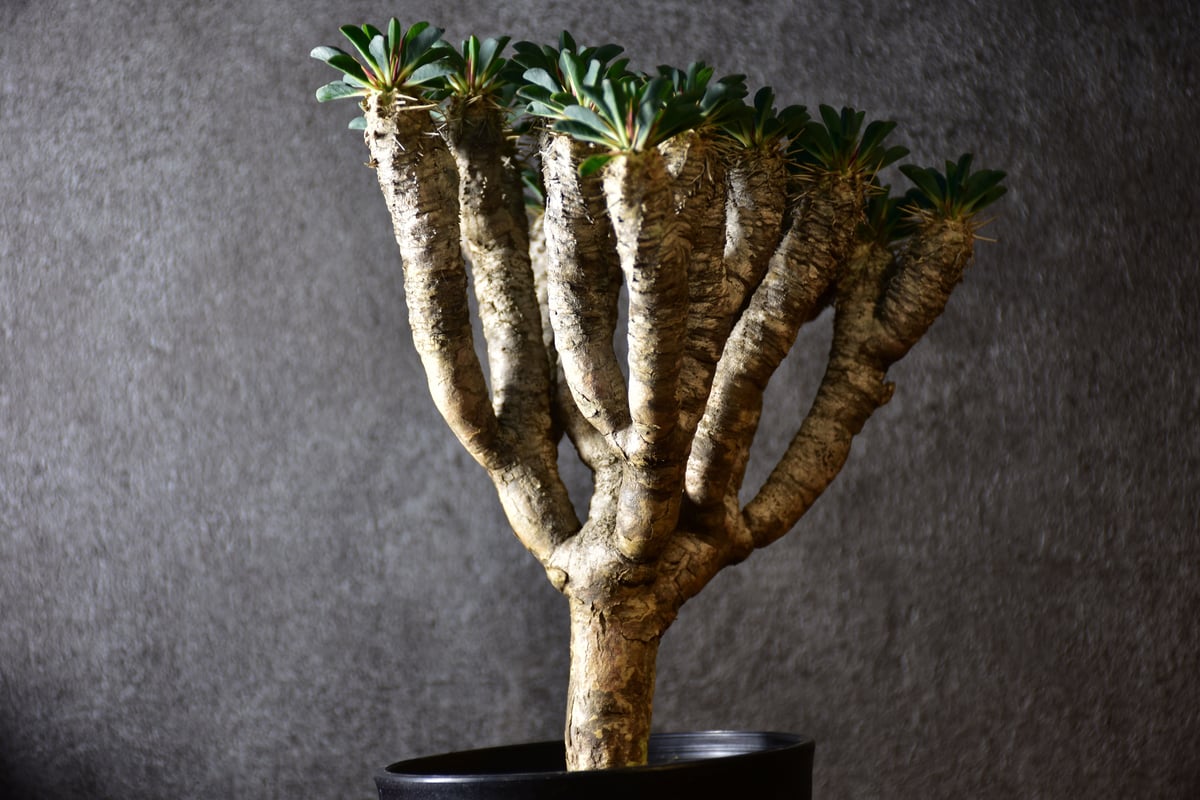 Euphorbia guillauminiana ユーフォルビア ギラウミニアナ 発根