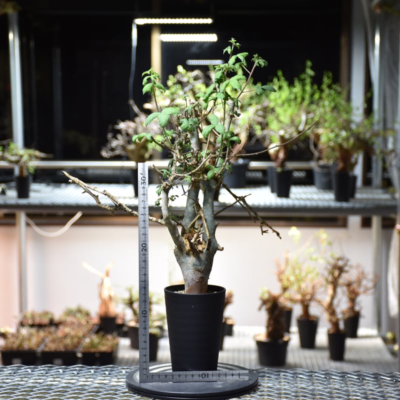 Commiphora holtziana コミフォラ ホルトジアナ 発根済現地株 #6