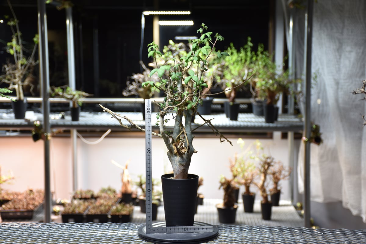 Commiphora holtziana コミフォラ ホルトジアナ 発根済現地株 #6 | B