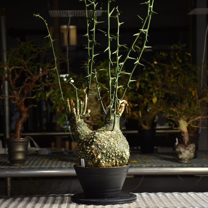 Adenia grobosa アデニア グロボーサ 発根済現地株 D28 | BONDEX