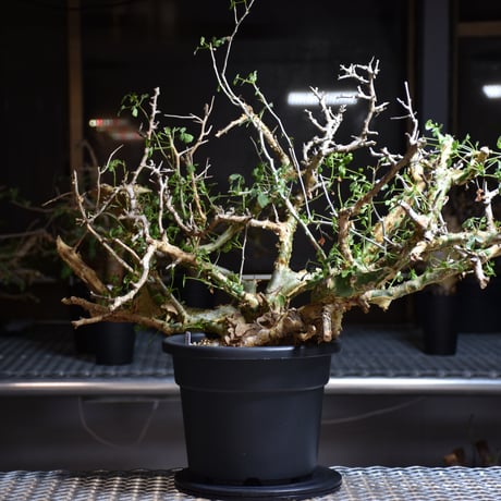 Commiphora campestris var. campestris コミフォラ カンペストリス 発根済現地株 B9