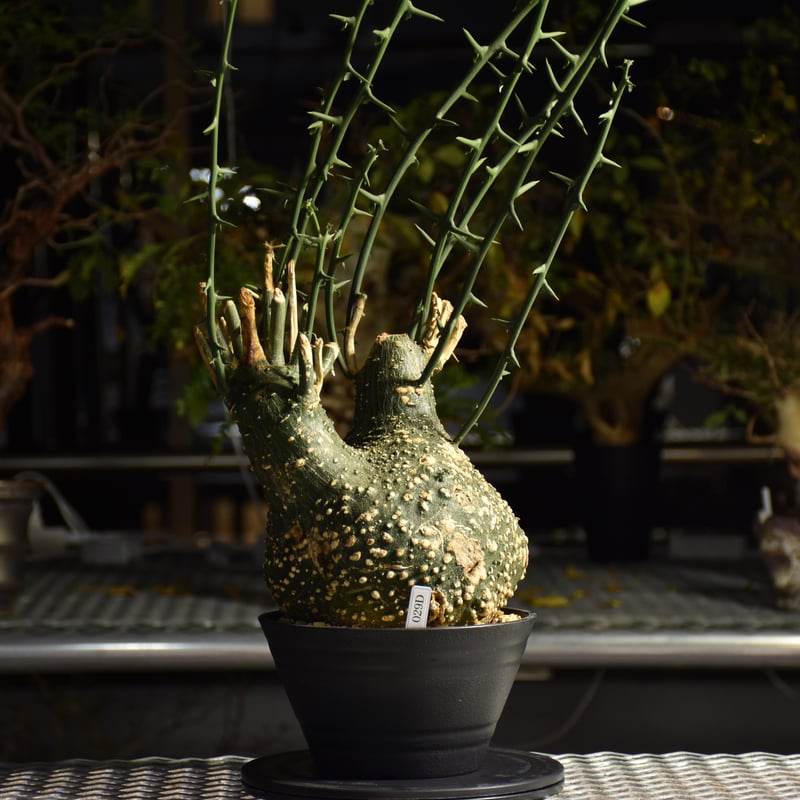 アデニア グロボーサ　現地株　週末セール アデニア グロボーサ 現地株 週末セール