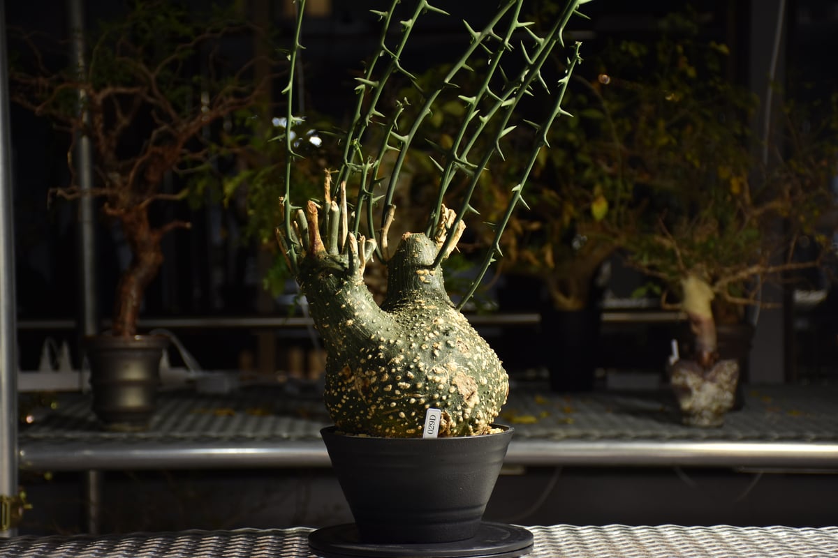 Adenia grobosa アデニア グロボーサ 発根済現地株 D28 | BONDEX