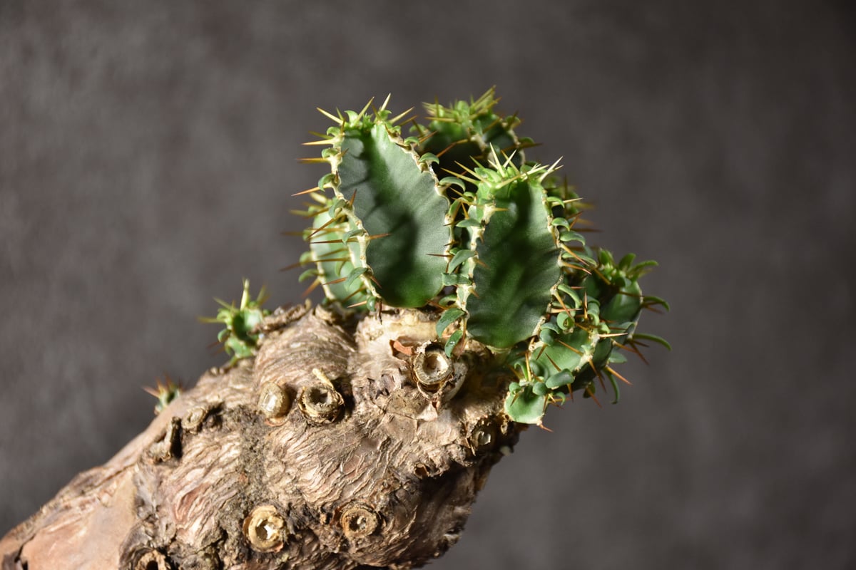 ユーフォルビア ムランジーナ 現地球 発根済 良株 Euphorbia mlanjeana ユーフォルビア ムランジーナ 発根済現地株