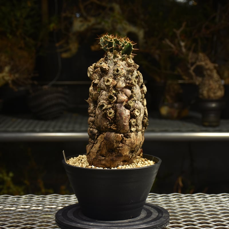 Euphorbia mlanjeana ユーフォルビア ムランジーナ 発根済現地株 I49 |