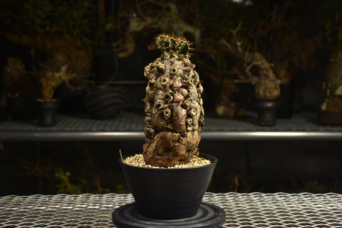 Euphorbia mlanjeana ユーフォルビア ムランジーナ 発根済現地株 I49 |