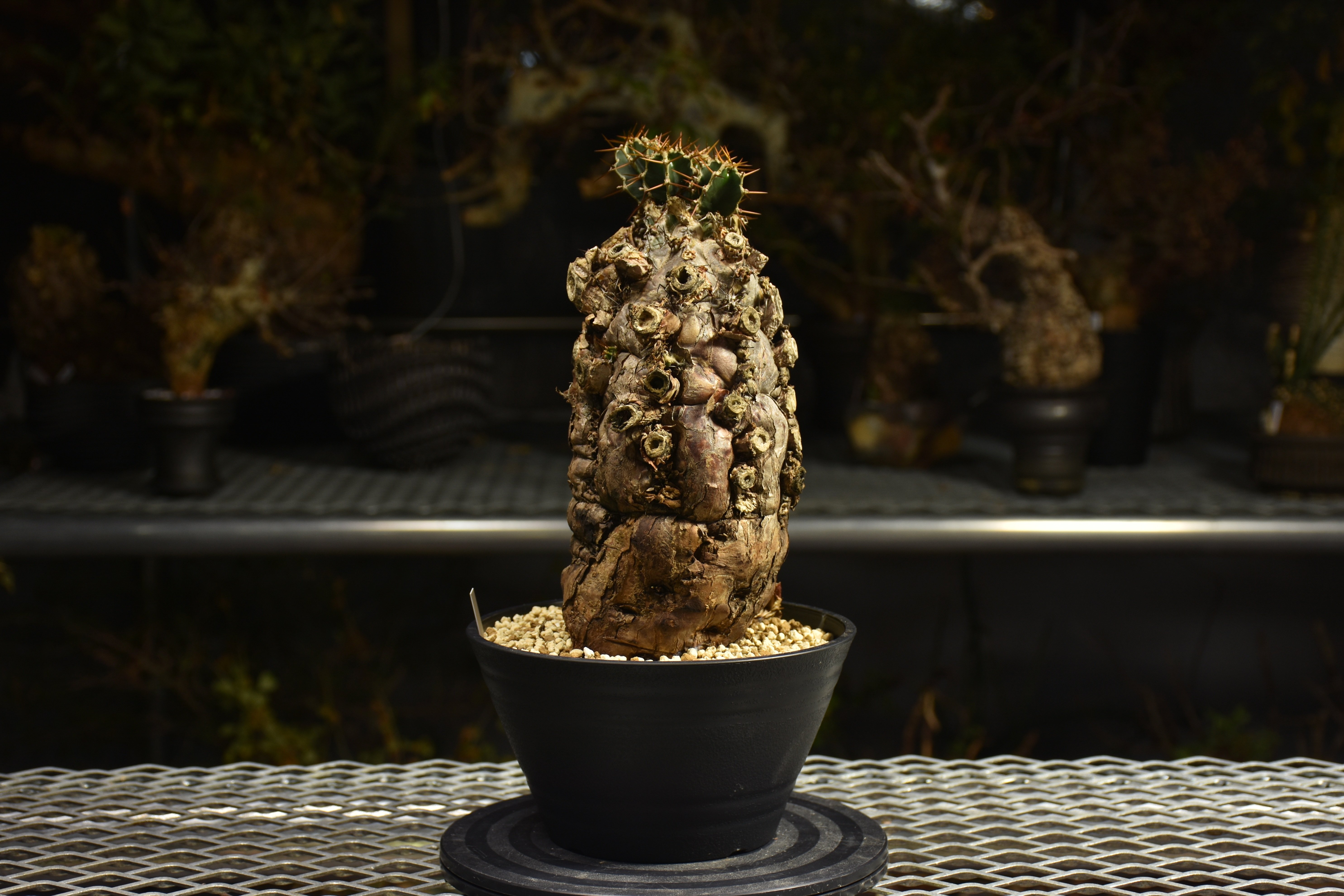 Euphorbia mlanjeana ユーフォルビア ムランジーナ 発根済現地株 I49 |