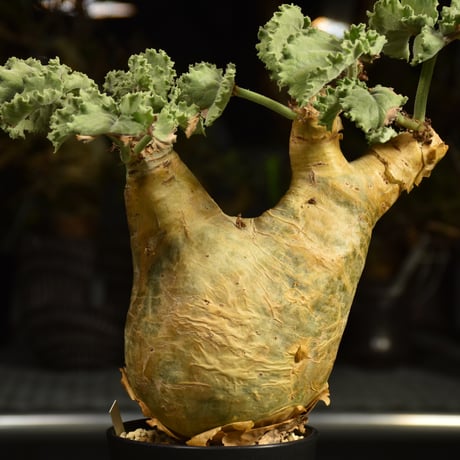 Cyphostemma uter var. macropus　キフォステンマ ウター マクロプス 発根済現地株 I59