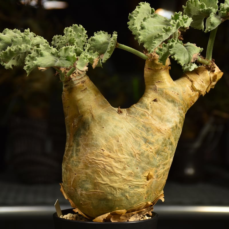 Cyphostemma uter var. macropus キフォステンマ ウター マクロプ