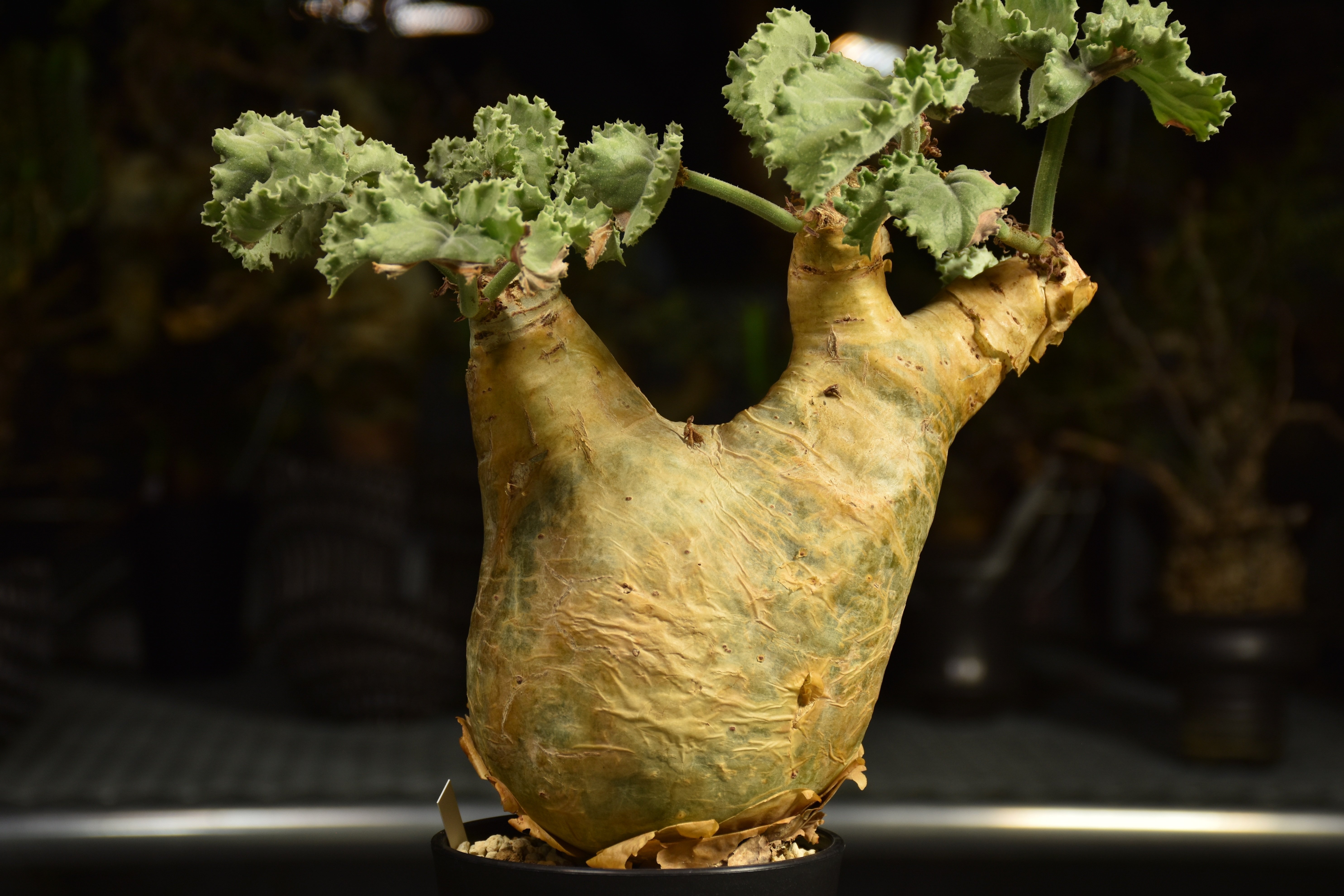 Cyphostemma uter var. macropus キフォステンマ ウター マクロプ