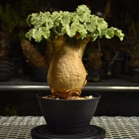 Cyphostemma uter var. macropus　キフォステンマ ウター マクロプス 発根済現地株 I55