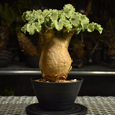 Cyphostemma uter var. macropus　キフォステンマ ウター マクロプス 発根済現地株 I55