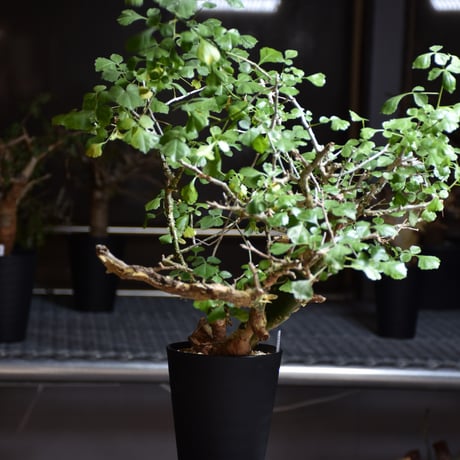 Commiphora campestris var. campestris コミフォラ カンペストリス 発根済現地株 B6