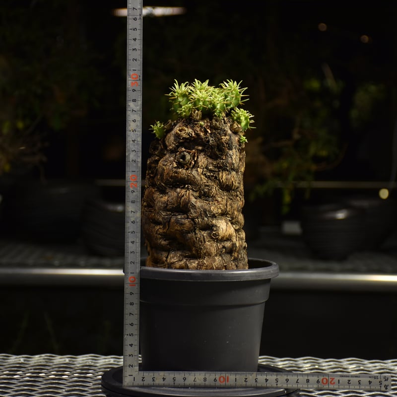 【。】ユーフォルビア　ムランジーナ　発根済み　手乗り Euphorbia mlanjeana ユーフォルビア ムランジーナ 発根済現地株