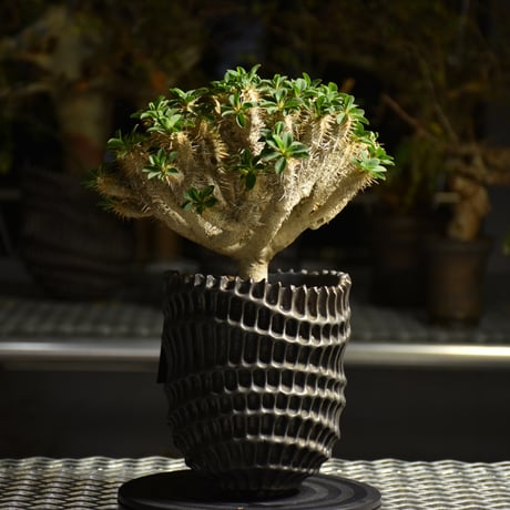 Euphorbia Guirauminiana ユーフォルビア ギラウミニアナ 発根済現地株 A1