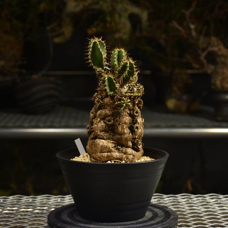 Euphorbia mlanjeana　ユーフォルビア ムランジーナ 発根済現地株 I46