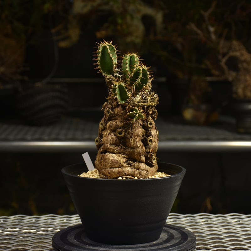 Euphorbia mlanjeana ユーフォルビア ムランジーナ 発根済現地株 I46 |