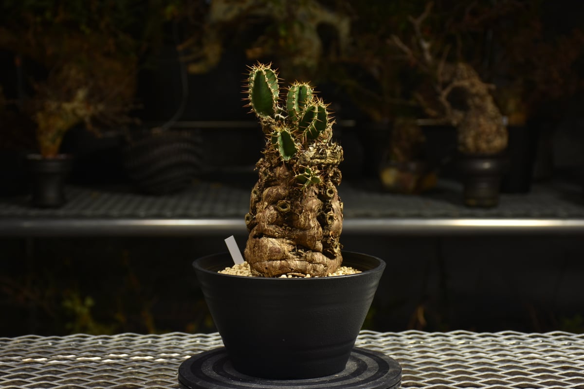 Euphorbia mlanjeana ユーフォルビア ムランジーナ 発根済現地株 I46 |